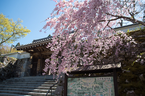 京都大原三千院 桜